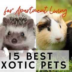 15 Best Exotic Pets for Apartment Living - Learning video