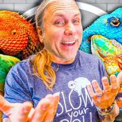 All My Lizards At My Reptile Zoo! (Full Tour)