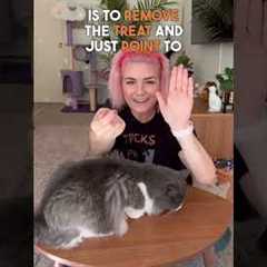 #HowTo Train Your Cat ✨high five!✨