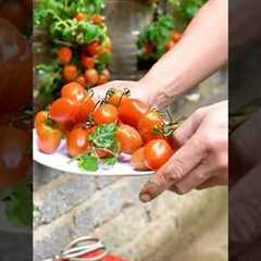 Grow Juicy Tomatoes in 50 Seconds? This Bottle Hack Will AMAZE You!