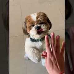 How to teach dog to shake hand ,roll, jump ? Shihtzu, cute dog.