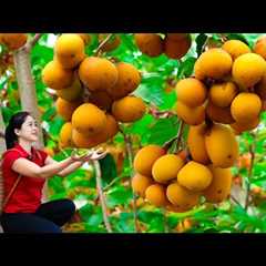 Harvesting Diospyros decandra fruit Goes To Market Sell | Gardening And Cooking | Lý Tiểu Vân