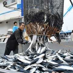 Big Catch Fishing in The Deep Sea With Big Boat - Amazing Tuna Fish Processing Skill