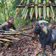 200 days of survival in the wild, wild goat and turkey trapping skills, alone survival