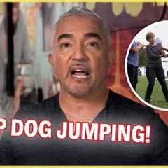 How To Stop Your Dog From Jumping | Dog Nation Episode 1 - Part 2