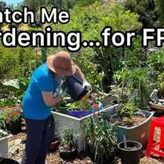 Setting Up My Garden for Food Vegetables Container Gardening Flowers for Wildlife Birds Hummingbirds