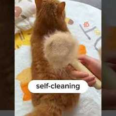 Effortless Pet Care: Your Guide to a Cat Grooming Brush!