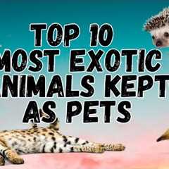 🔝 Top 10 Most Exotic Animals Kept as Pets | Exotic Pets 2023 | Pets and Us