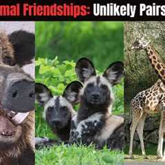 Strange Animal Friendships - Unlikely Pairs