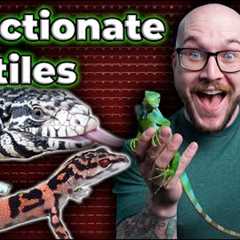 Do Reptiles Really Love You? | Top 5 Most Affectionate Pet Reptiles!