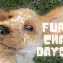 FURRY CHAI'S DAY OUT: Cute Cocker Spaniel Puppy’s Fun Garden Adventure & Surprise Treasure!