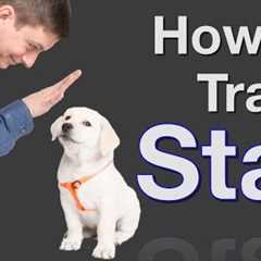 How to Teach your Dog to Stay in 3 Steps Force Free!