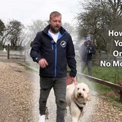 Lead Walking Basics - How To Stop Your Dog Pulling - Professional Dog Trainer