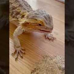 Bearded dragon becomes feisty towards mom.