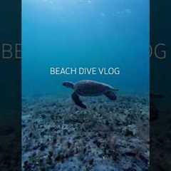 beach dive vlog ! #florida #diving #freediving #scubadiving #travel #dive #fish  #beach #ocean