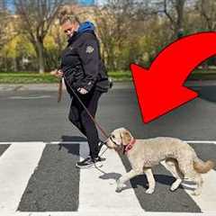 STOP Traditional Leash Walking And Try THIS Instead!