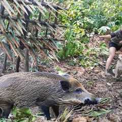 200 days of survival in the wild, wild boar trapping skills, alone survival