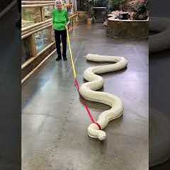 20ft Snake Vs. Granny | Ross Smith