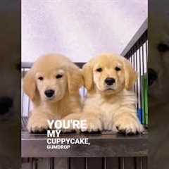 Two very cute golden retriever puppies 🐾