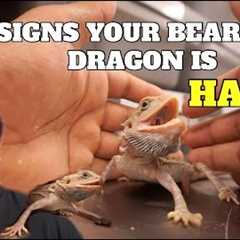 5 Signs Your Bearded Dragon Is Happy !! **Must Watch If You Own One**