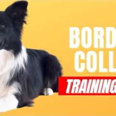 How to Train Your Border Collie | Best Border Collie Puppy Training Tips