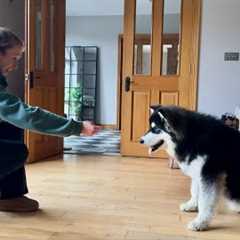 How To Train Your Puppy! Can't Teach An Old Dog New Tricks??