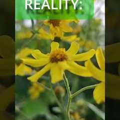 Gardening Myths vs. The Reality #shorts #garden #gardening