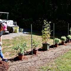 Adding Berry Bushes to the Garden