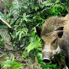 2 days survival in the wild, skills, trapping wild boars, catching bamboo rats, alone survival