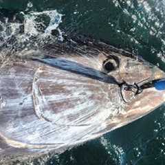 Amazing Giant Bluefin Tuna Fishing Skill, Catching Tuna on The Big Sea