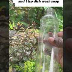 Diy (Natural) Bug Spray#shorts