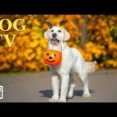 DOG TV: Top Videos to Keep Your Dogs Calm & Happy When Home Alone - Best Anti Anxiety Music for ..