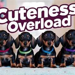 DACHSHUND Puppies Are SO Adorable | Dog Barking Sound