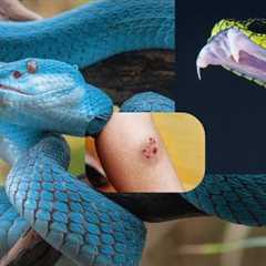 TOP 5 DEADLIEST SNAKES in the World