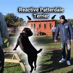 Reactive Patterdale Terrier 1:1 Dog Training Session With Professional Dog Trainer!