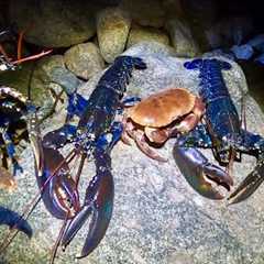 BIG FORAGED LOBSTERS & CRAB - Catch Clean Cook Lobster