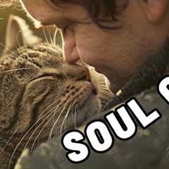 UNEXPECTED: 7 Signs You Have a Soul Cat (Happens Very Rarely!)