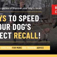 3 ways to speed up your dog’s recall!!!