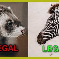 Exotic Pets Legal in California (Mammals and Birds)