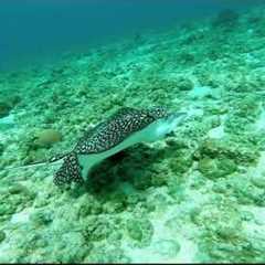 Best Diving Video in the World: Grand Cayman Scuba Diving Trip June 2015