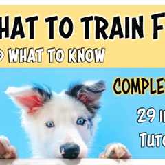 Puppy Training  - What to train first