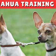 How to TRAIN a Chihuahua Dog in 2024 ✅ Proven TIPS and TRICKS