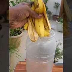 How to Make Organic Tonic From Banana Peel For Plants 🌿 #shorts #gardening #youtube #flowers