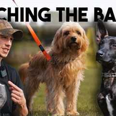 Pet Dog Training Basics with Shield K9