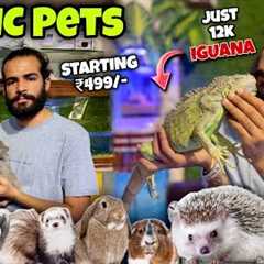 Meet Ludhiana's Most Unique Exotic Pets In This Shop!😳