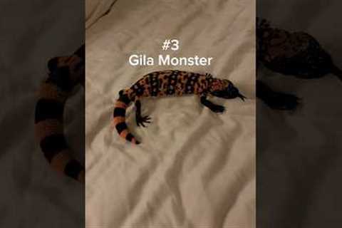 The friendliest lizards in my bedroom! #reptiles #pets #venomous #lizard #monitorlizard