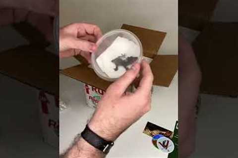 Unboxing My New $10,000 Gecko! *CRAZY* #shorts #animals #lizard #reptiles #gecko #rare #cuteanimals