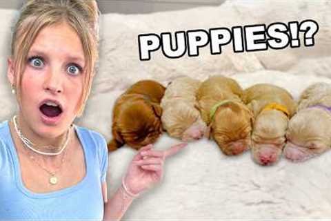 Our dog is having PUPPIES! *EMOTIONAL*