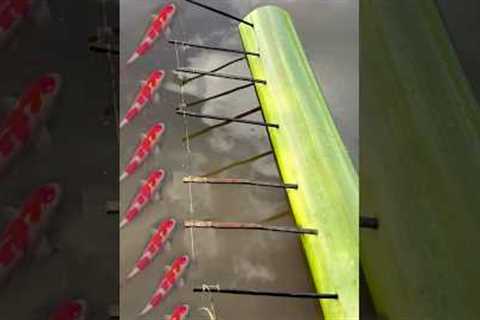 Survival Skills: SIMPLE and USEFUL with banana tree fish trap #survival #camping #outdoors #fishing