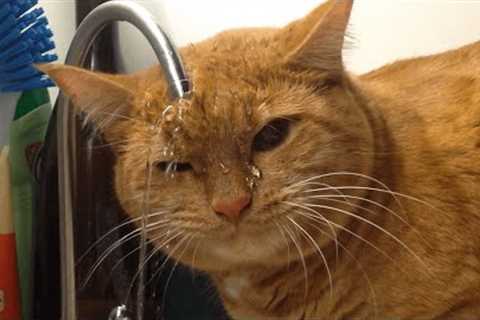 Funniest Cats 😹 - Don't try to hold back Laughter 😂 - The Pet Collective